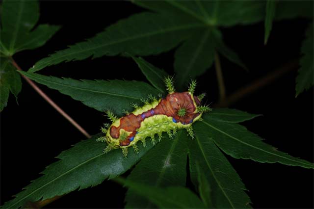 モミジの木を食べ尽くしている毛虫 昆虫ブログ むし探検広場