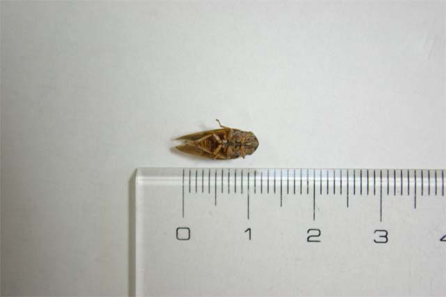 こんなに小さいセミもいるんでしょうか？ 昆虫ブログ むし探検広場