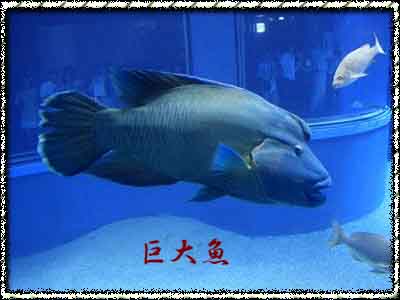 水族館巨大魚 Tuouuterer