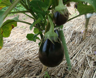 c0047814_9172546.jpg