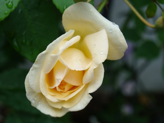 f0170524_1284522.jpg