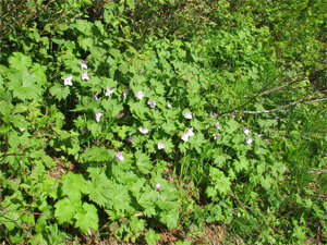 a0044453_8185440.gif