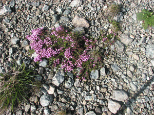 a0044453_818887.gif