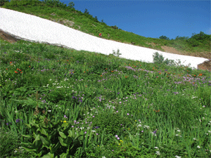 a0044453_8191320.gif