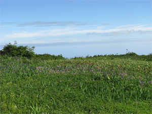 a0044453_8201899.gif