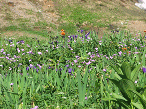 a0044453_8205799.gif
