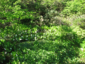 a0044453_8211841.gif