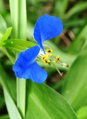 野の花_d0075453_1155199.jpg