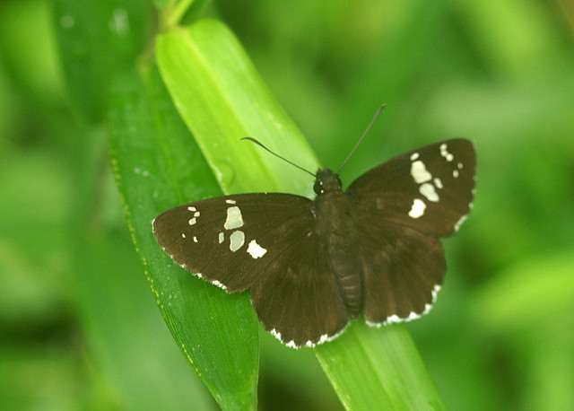 長沼公園の草花と昆虫たち_a0084757_17494626.jpg