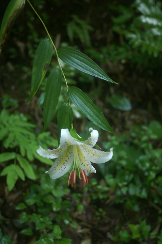 長沼公園の草花と昆虫たち_a0084757_17594573.jpg