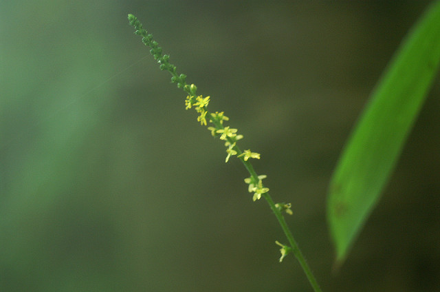 長沼公園の草花と昆虫たち_a0084757_1793734.jpg