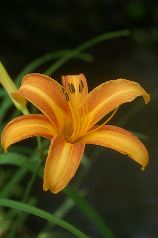 長沼公園の草花と昆虫たち_a0084757_1803537.jpg