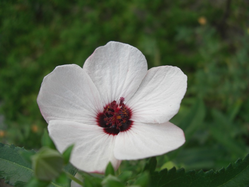 土手の花「コンデジ」_f0106759_653757.jpg