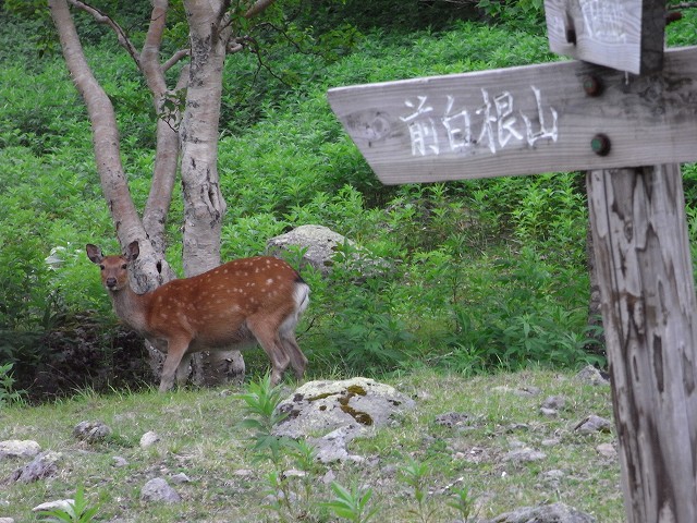 日光白根山に登る_b0044663_1326419.jpg