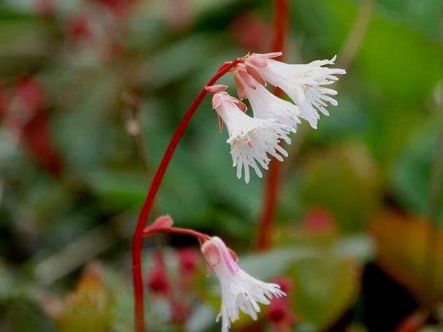 白花岩鏡 シロバナイワカガミ 新 四季の花