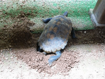 b0108186_1955168.gif