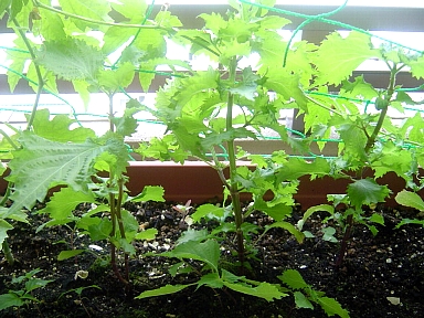 ベランダのプランターで育てる野菜 紫蘇 つるむらさき Monstera Cafe 働くママのお仕事と暮らし ベランダのプランターで育てる野菜 紫蘇 つるむらさき Monstera Cafe 働くママのお仕事と暮らし