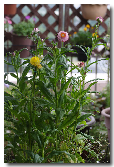 懐かしいお花 帝王貝細工の開花 園芸日誌 懐かしいお花 帝王貝細工の開花 園芸日誌