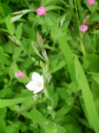 「赤花夕化粧」の白花と。。。_e0025300_17534425.jpg