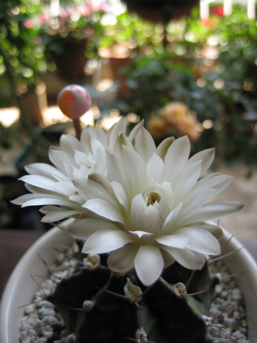 サボテンの花 牡丹玉 牛な生活
