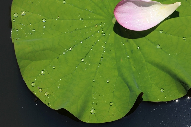 雨の贈り物_d0060435_20122443.jpg