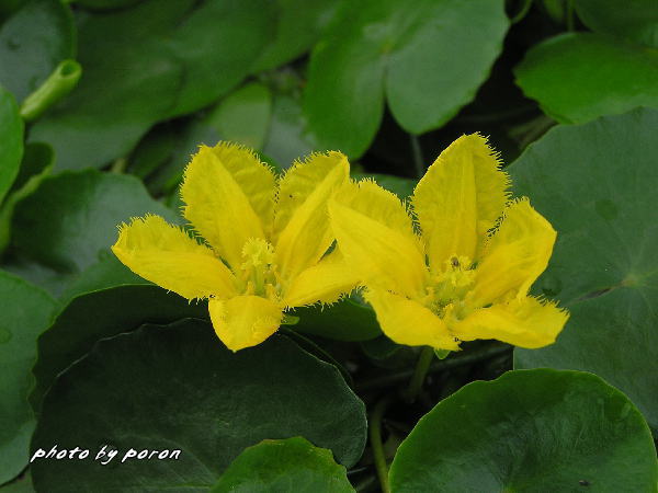 大阪市立大学付属植物園の水生植物（危惧種）です。_c0137342_8164298.jpg