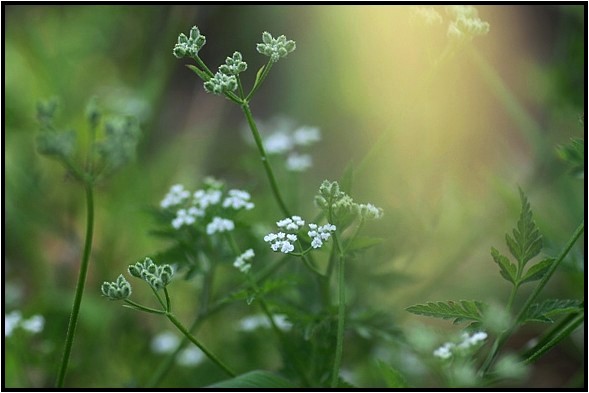 身近な目立たない花 野草風薫