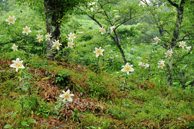 雨に打たれて_d0094150_23223669.jpg