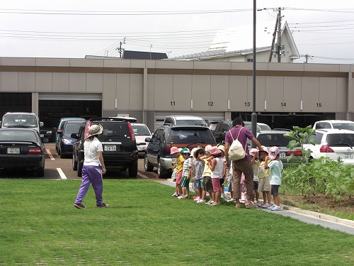 保育園の子供さんが育てているひまわり_a0084753_13283314.jpg