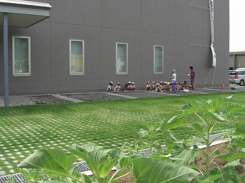 保育園の子供さんが育てているひまわり_a0084753_1329445.jpg