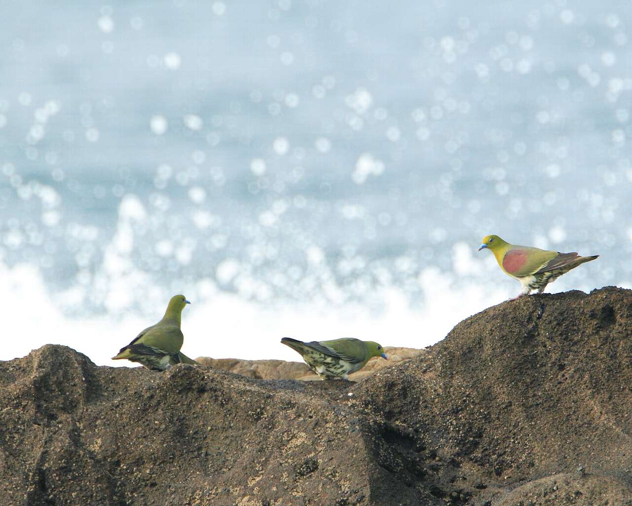 アオバトと白い波（涼しげな大海原と野鳥の壁紙）_f0105570_2211491.jpg