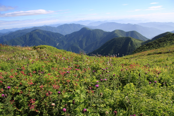 伊吹山のお花畑_c0151875_23102237.jpg