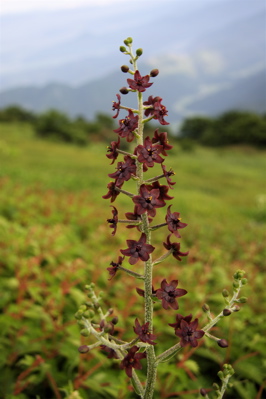 伊吹山のお花畑_c0151875_237244.jpg