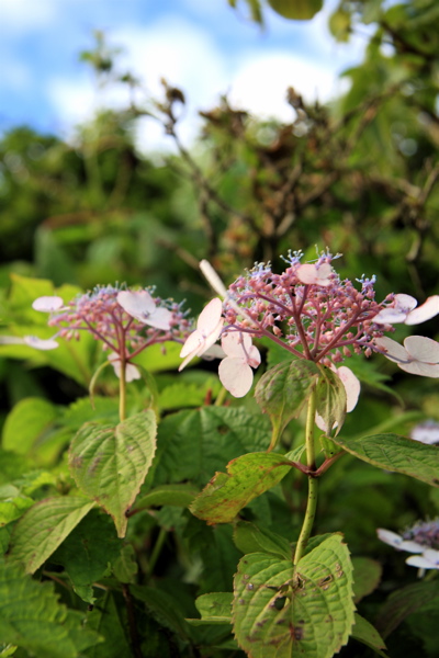 伊吹山のお花畑_c0151875_2375133.jpg