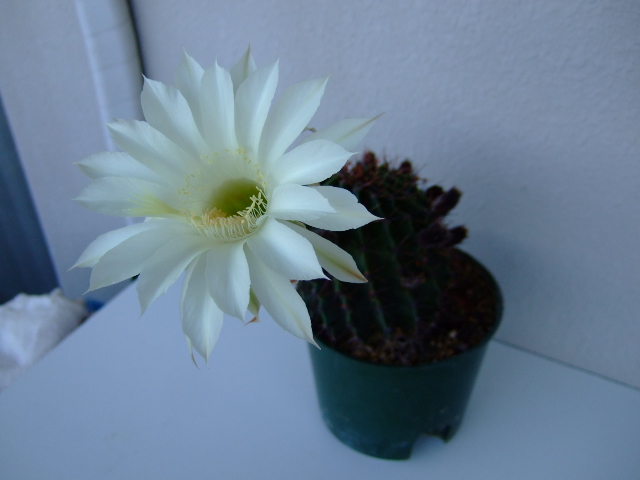 f0152308_20142651.jpg