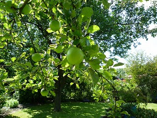 Schrebergarten （シュレーバーガルテン）_c0149312_178485.jpg