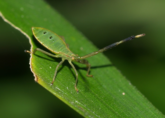 オオクモヘリカメムシの幼虫？_c0116915_17431615.jpg