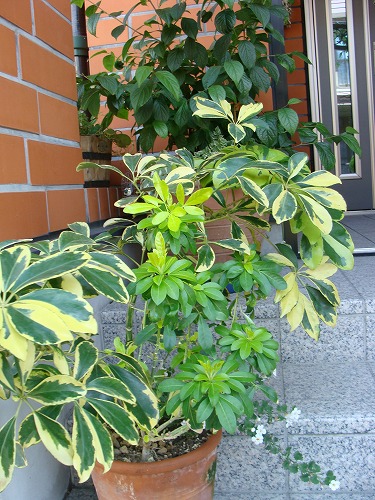 f0170524_15175165.jpg
