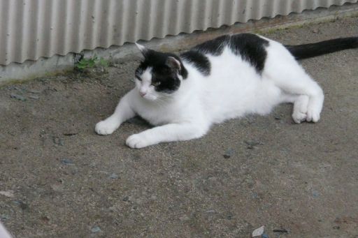 涼しい場所は 猫に聞け 自然とともに生きる 涼しい場所は 猫に聞け 自然とともに生きる