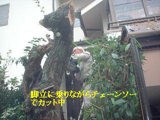 伐採終了_f0031037_20564169.jpg