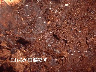 伐採終了_f0031037_2057257.jpg