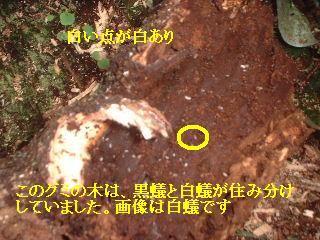 伐採終了_f0031037_2057316.jpg