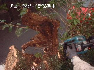伐採終了_f0031037_20573767.jpg