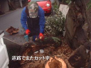 伐採終了_f0031037_20575817.jpg