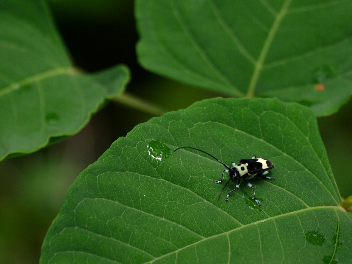 京都で見かけた小さな生き物たち_d0149238_2281798.jpg