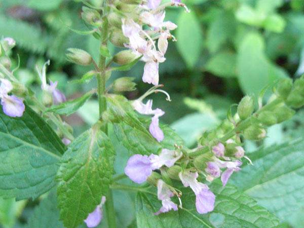 c0047341_551249.jpg
