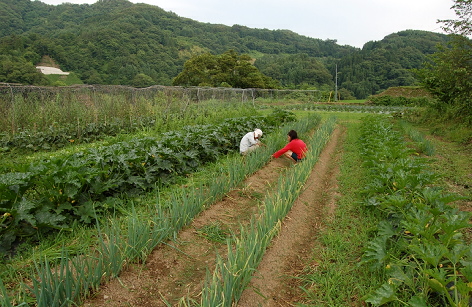 八坂村野菜クラブは無農薬野菜だ_c0002943_2313865.jpg