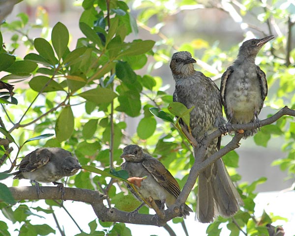 ヒヨドリ 幼鳥への餌やり 自然の写真帖 ヒヨドリ 幼鳥への餌やり 自然の写真帖
