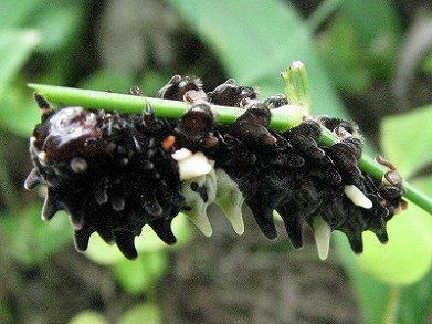 ウマノスズクサ(馬の鈴草)_c0085874_12193372.jpg