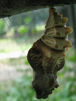 ウマノスズクサ(馬の鈴草)_c0085874_1220417.jpg